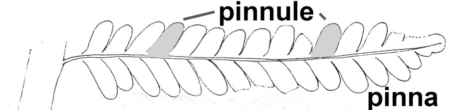 Pinna and pinnule